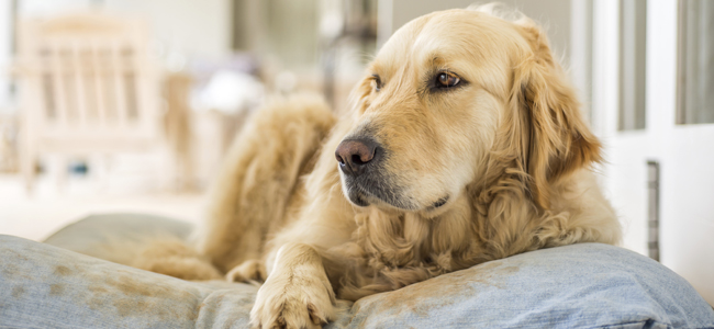golden-retriever